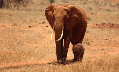 Activity: African Reserve Sigean: Elephant