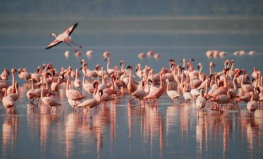 Activity: African Reserve Sigean: Flamingos