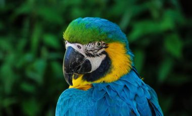 Activity: African Reserve Sigean: Parrot